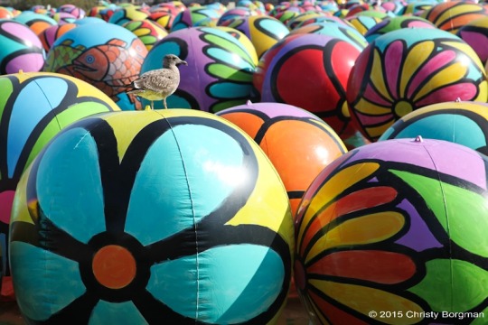 101715macarthurballs