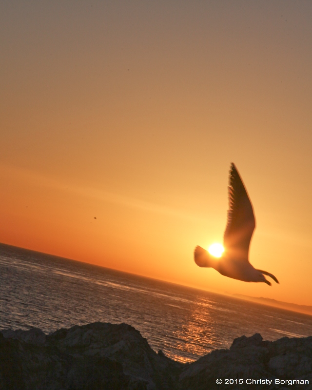 IMG_3431_Copy1